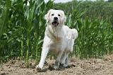 GOLDEN RETRIEVER 645